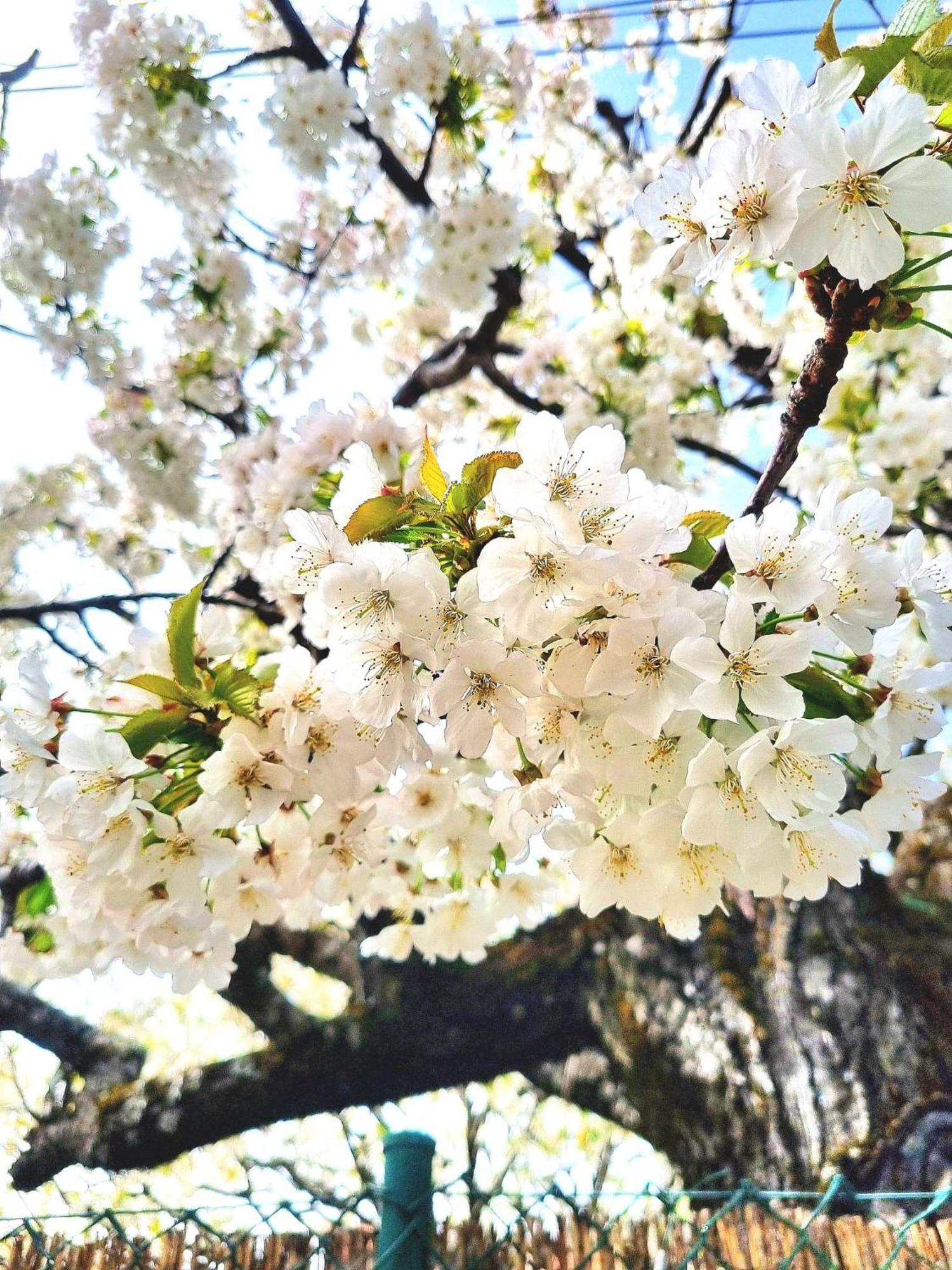 Albareilla By #Cherrygredos เอล อาเรนาล ภายนอก รูปภาพ
