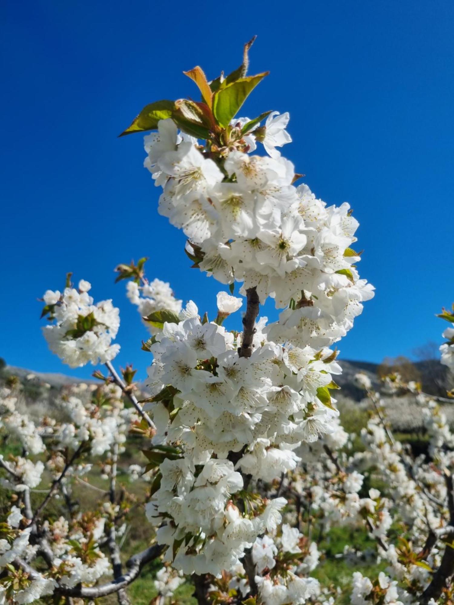 Albareilla By #Cherrygredos เอล อาเรนาล ภายนอก รูปภาพ
